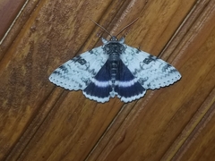 Catocala relicta