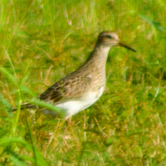 Calidris melanotos