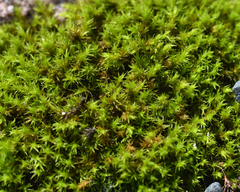 Racomitrium
