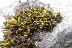 Racomitrium