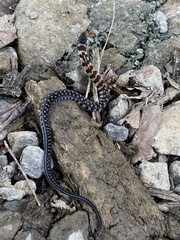 Erythrolamprus vitti