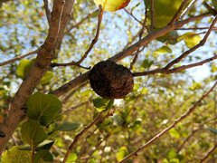 Amphibolips quercuspomiformis