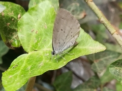 Celastrina argiolus