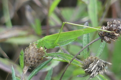 Phaneroptera falcata