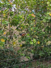 Copsychus malabaricus