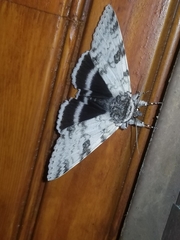 Catocala relicta