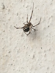 Latrodectus