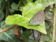 Celastrina argiolus