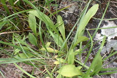 Primula jeffreyi