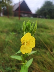 Oenothera biennis