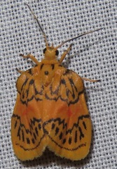 Barsinella mirabilis