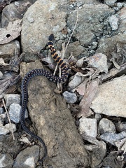 Erythrolamprus vitti