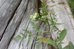 Conioselinum gmelinii