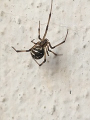 Latrodectus