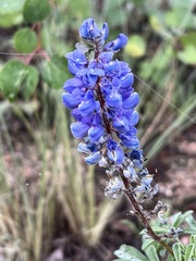 Lupinus argenteus