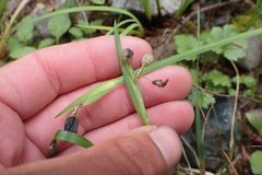 Sisyrinchium
