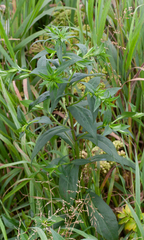 Symphyotrichum puniceum
