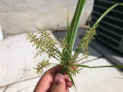 Cyperus erythrorhizos