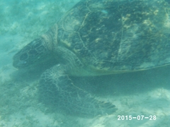 Chelonia mydas