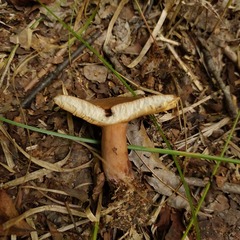 Lactarius quietus