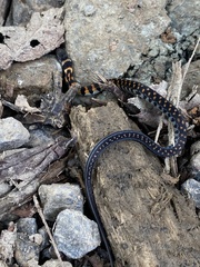 Erythrolamprus vitti