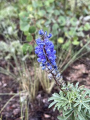 Lupinus argenteus