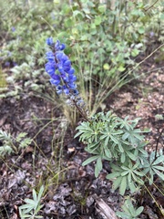 Lupinus argenteus