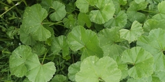 Malva neglecta
