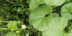 Malva neglecta