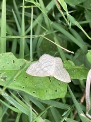 Scopula limboundata