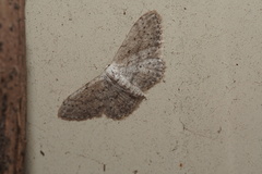 Idaea seriata
