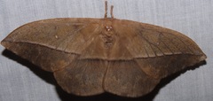 Lonomia