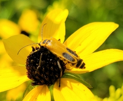 Chauliognathus pensylvanicus