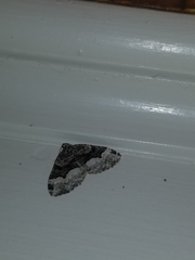 Euphyia intermediata