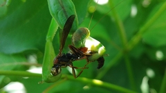 Tenodera sinensis