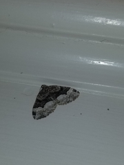 Euphyia intermediata