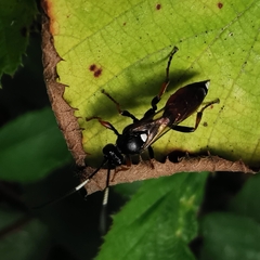 Diphyus quadripunctorius