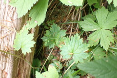 Boykinia occidentalis