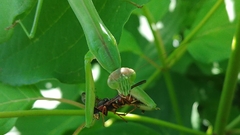 Tenodera sinensis