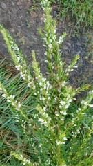 Lespedeza cuneata