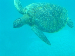 Chelonia mydas