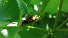 Tenodera sinensis