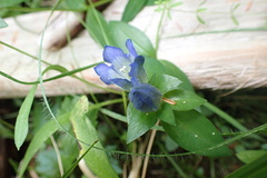 Gentiana sceptrum