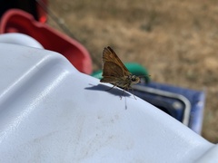 Ochlodes sylvanoides