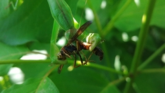 Tenodera sinensis