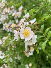 Rosa multiflora