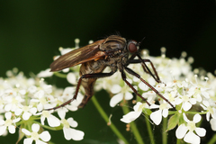 Empis tessellata