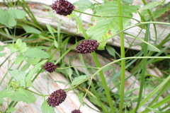Sanguisorba