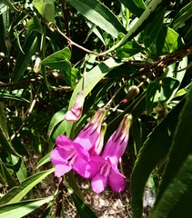 Maurandya scandens