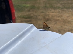 Ochlodes sylvanoides